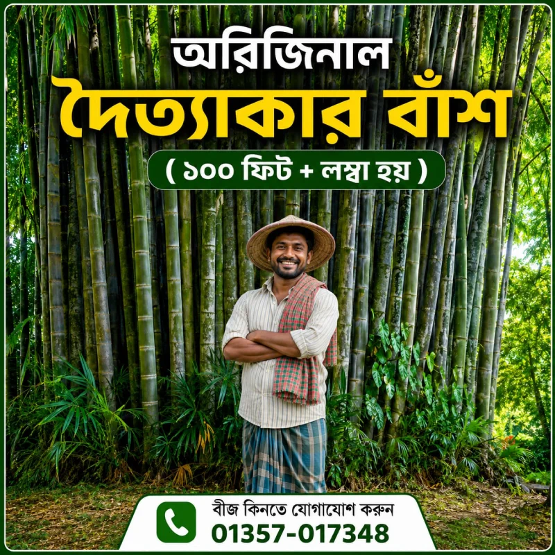 অরিজিনাল Giant Dragon Bamboo Seed
