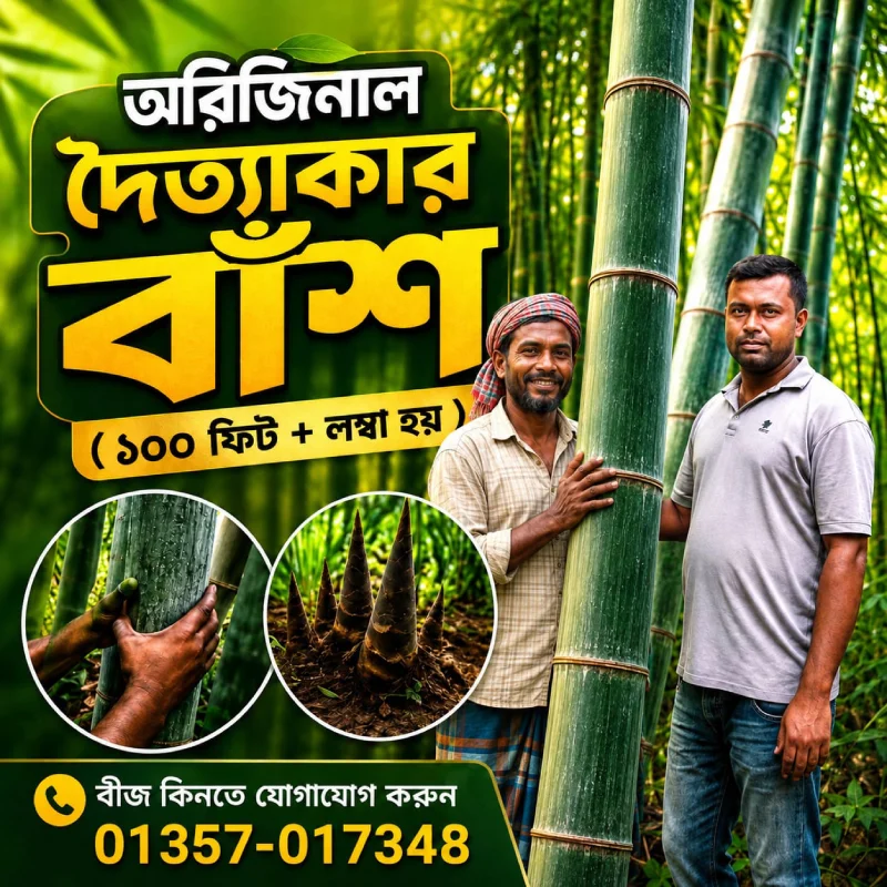 অরিজিনাল Giant Dragon Bamboo Seed