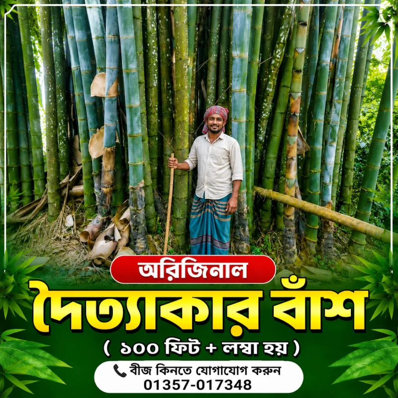 অরিজিনাল Giant Dragon Bamboo Seed