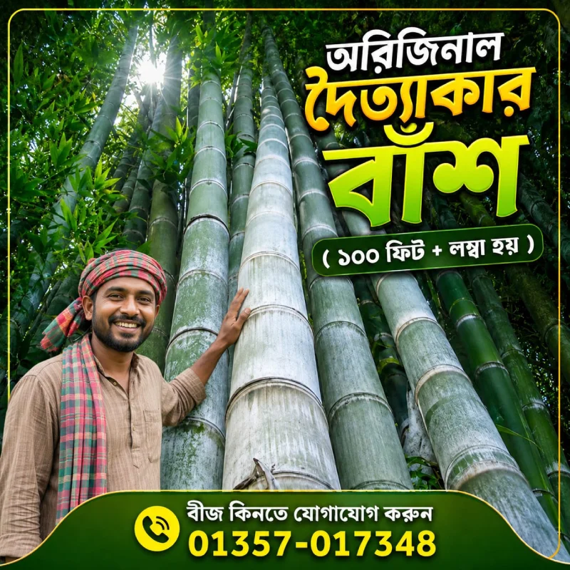 অরিজিনাল Giant Dragon Bamboo Seed