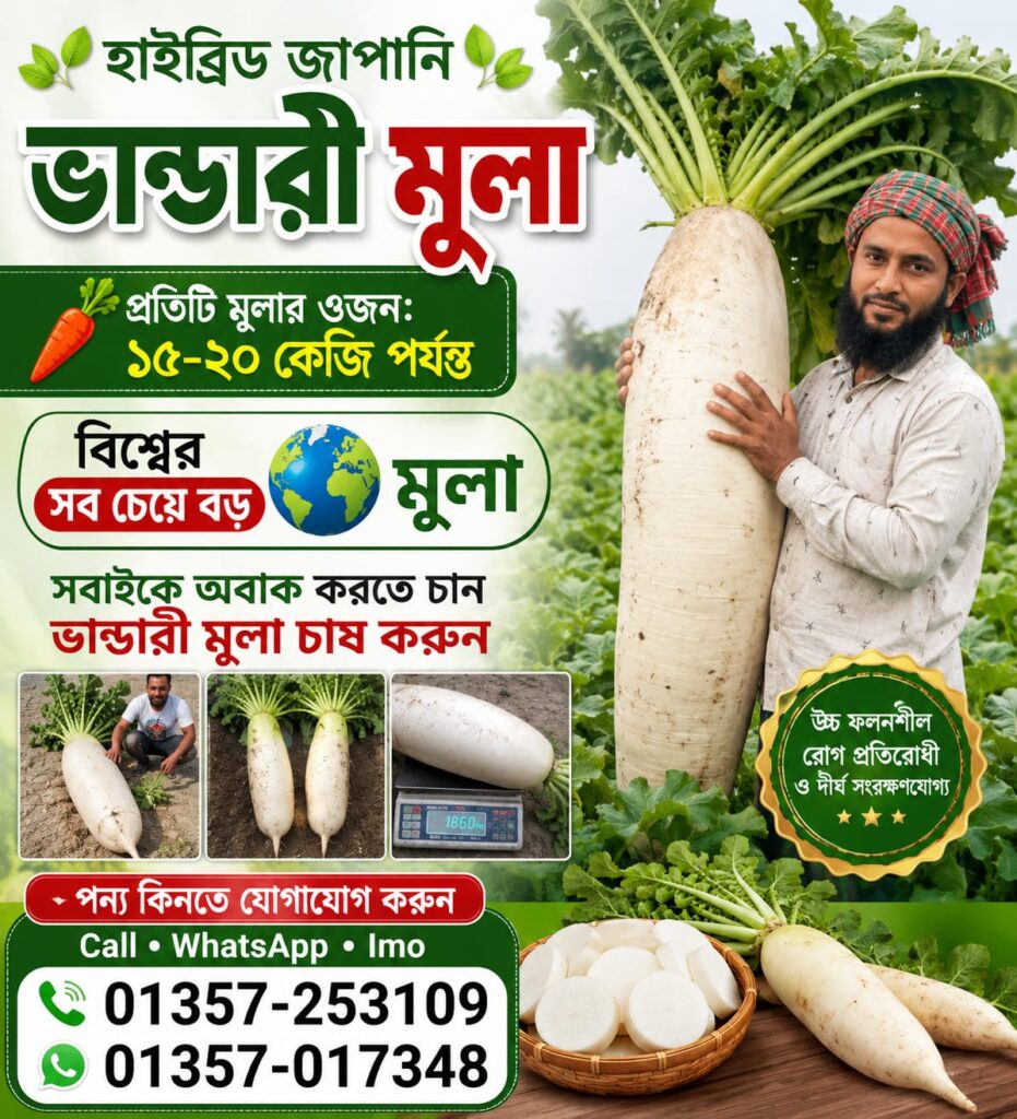 2 প্যাকেট ভান্ডারী মুলা 800 Tk
