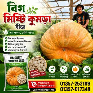 🎃 বিগ মিষ্টি কুমড়া বীজ 1 প্যাকেট 490 Tk
