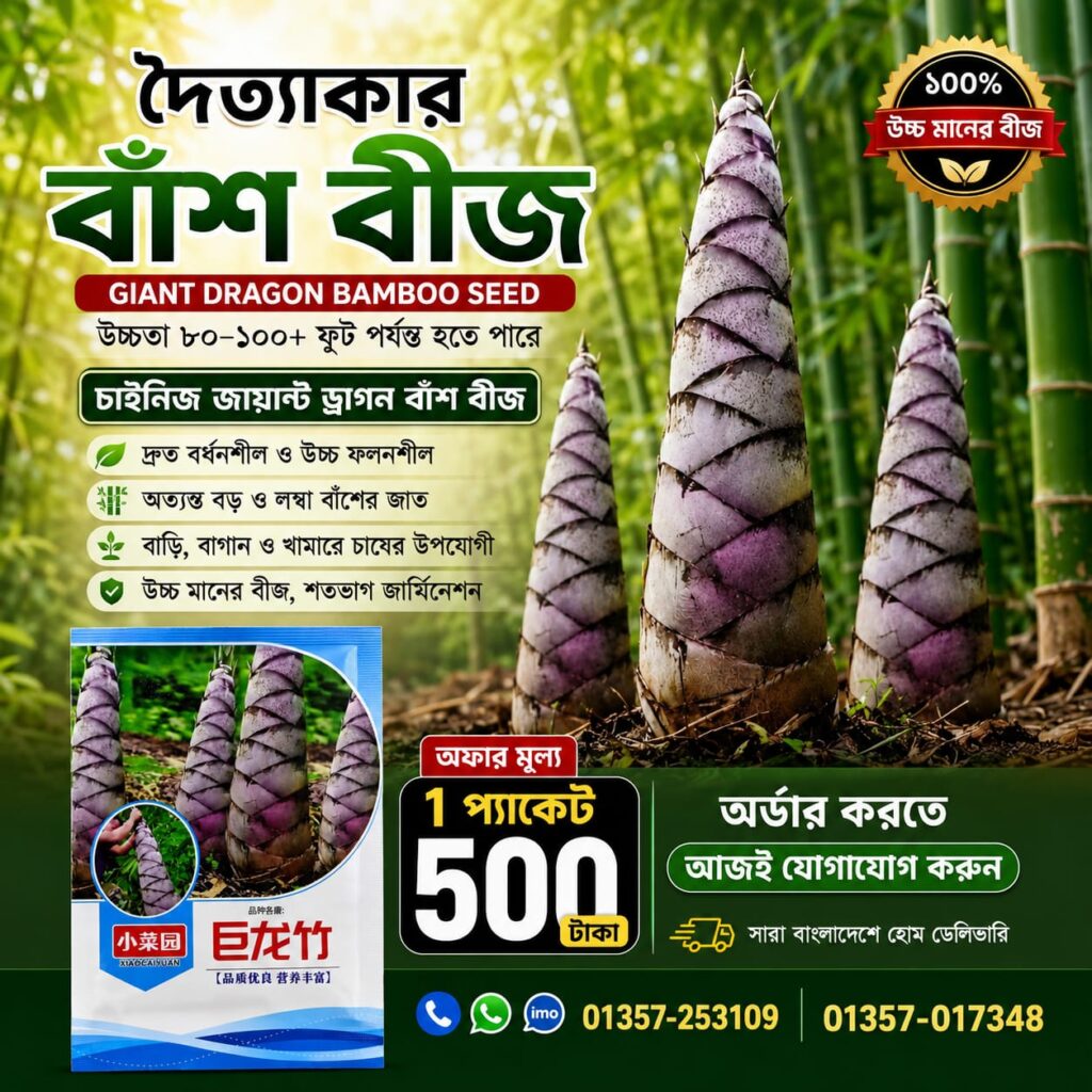 🎋 দৈত্যাকার বাঁশ বীজ   1 প্যাকেট - 500 টাকা
